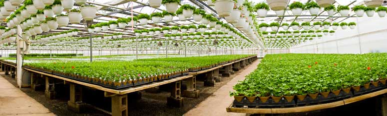 Placeholder image Greenhouse