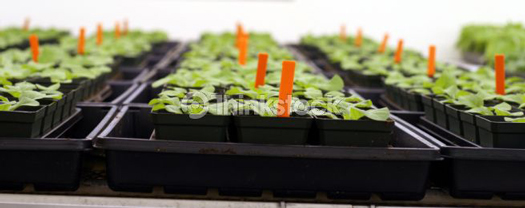 Examples of plants in trays